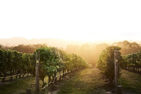Mornington Peninsula 2-6 Guests Lunch Rare Hare Or Merricks General Wine Store - Accommodation Directory 2