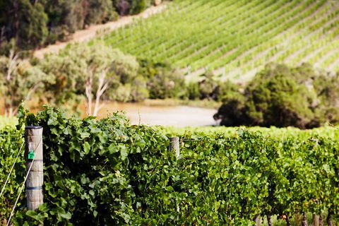 Mornington Peninsula 2-6 Guests With Lunch And Art Walk At Pt Leo Estate - Accommodation Directory 5