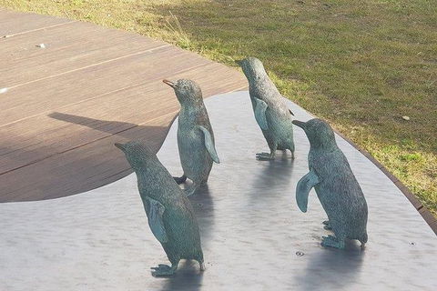 Phillip Island Penguin And Wildlife Tour - Accommodation Directory 14