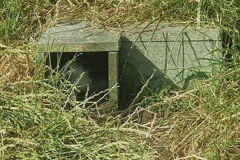 Phillip Island Penguin And Wildlife Tour - Accommodation Directory 11