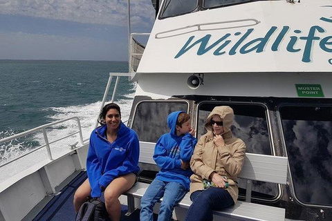 Phillip Island Penguin And Wildlife Tour - Accommodation Directory 15