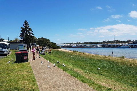 Phillip Island Penguin And Wildlife Tour - Accommodation Directory 25