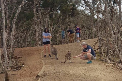 Phillip Island Penguin And Wildlife Tour - Accommodation Directory 34