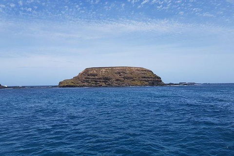 Phillip Island Penguin And Wildlife Tour - Accommodation Directory 17
