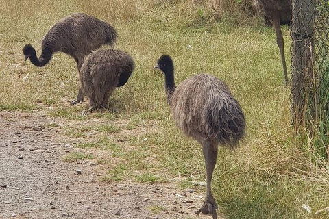 Phillip Island Penguin And Wildlife Tour - Accommodation Directory 32