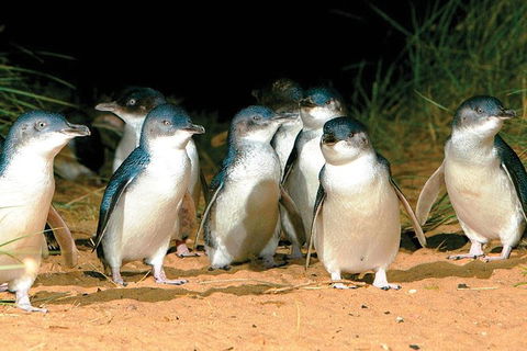 Phillip Island Penguin And Wildlife Tour - Accommodation Directory 0