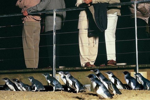 Phillip Island Penguin And Wildlife Tour - Accommodation Directory 20