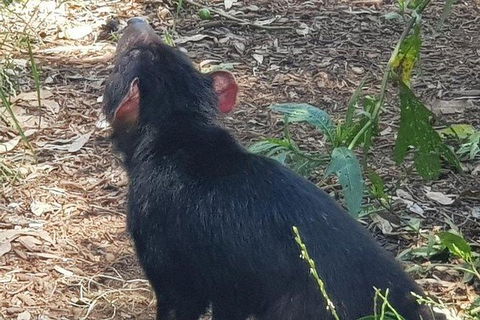 Phillip Island Penguin And Wildlife Tour - Accommodation Directory 26