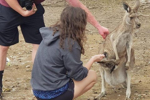 Phillip Island Penguin And Wildlife Tour - Accommodation Directory 12
