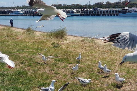 Phillip Island Penguin And Wildlife Tour - Accommodation Directory 1