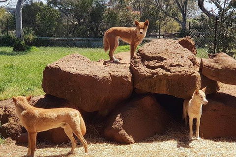 Phillip Island Penguin And Wildlife Tour - Accommodation Directory 7