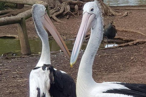 Phillip Island Penguin And Wildlife Tour - Accommodation Directory 6