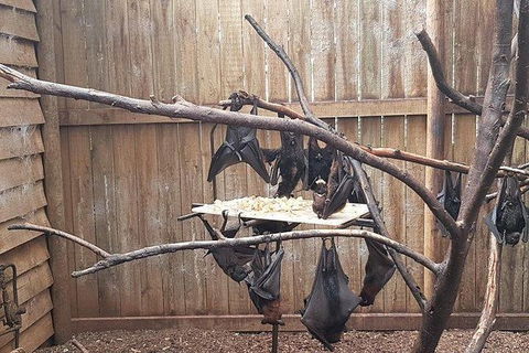 Phillip Island Penguin And Wildlife Tour - Accommodation Directory 31