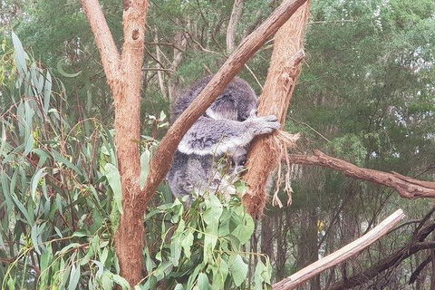 Phillip Island Penguin And Wildlife Tour - Accommodation Directory 16
