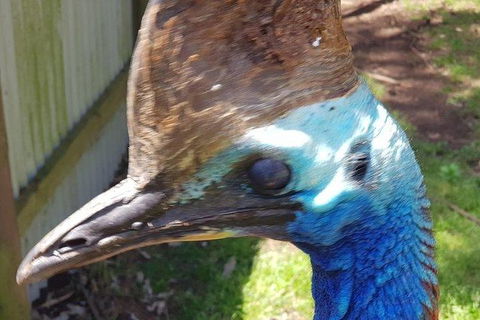 Phillip Island Penguin And Wildlife Tour - Accommodation Directory 19