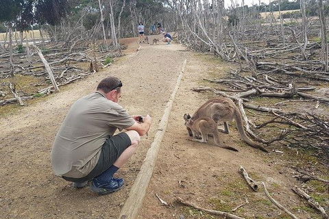 Phillip Island Penguin And Wildlife Tour - Accommodation Directory 30