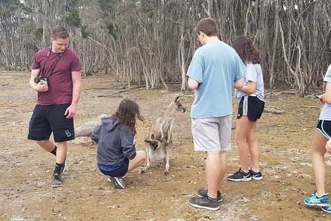 Phillip Island Penguin And Wildlife Tour - Accommodation Directory 3