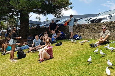 Phillip Island Penguin And Wildlife Tour - Accommodation Directory 22