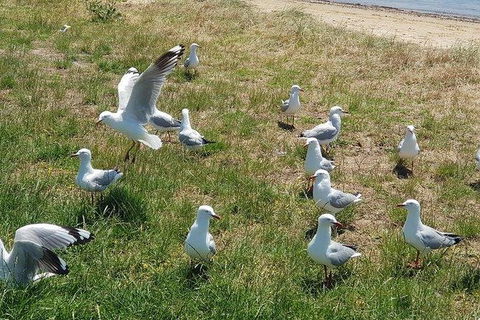Phillip Island Penguin And Wildlife Tour - Accommodation Directory 9