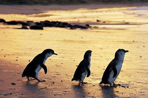 Phillip Island Penguin And Wildlife Tour - Accommodation Directory 13