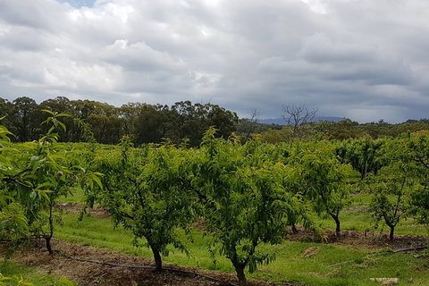 Day Tour Of Yarra Valley Puffing Billy And Rayners Orchard - Accommodation Directory 42