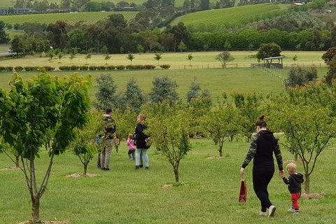 Day Tour Of Yarra Valley Puffing Billy And Rayners Orchard - Accommodation Directory 36