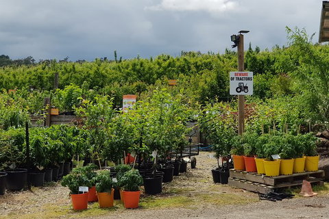 Day Tour Of Yarra Valley Puffing Billy And Rayners Orchard - Accommodation Directory 46
