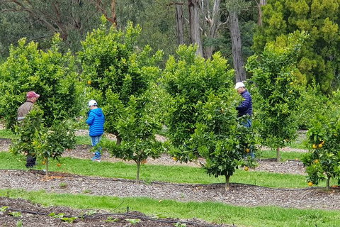 Day Tour Of Yarra Valley Puffing Billy And Rayners Orchard - Accommodation Directory 1
