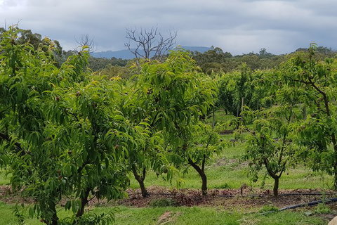 Day Tour Of Yarra Valley Puffing Billy And Rayners Orchard - Accommodation Directory 41