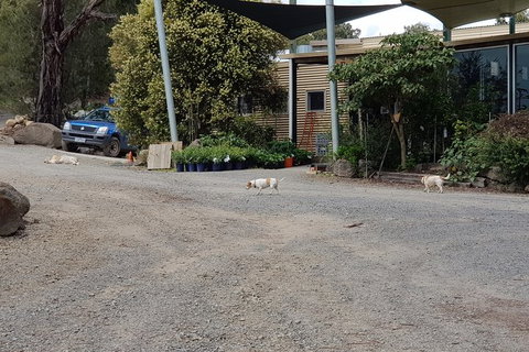 Day Tour Of Yarra Valley Puffing Billy And Rayners Orchard - Accommodation Directory 26