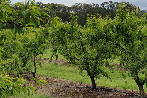 Day Tour Of Yarra Valley Puffing Billy And Rayners Orchard - Accommodation Directory 49