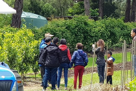 Day Tour Of Yarra Valley Puffing Billy And Rayners Orchard - Accommodation Directory 16