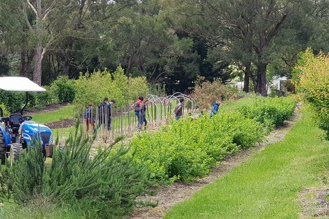 Day Tour Of Yarra Valley Puffing Billy And Rayners Orchard - Accommodation Directory 29