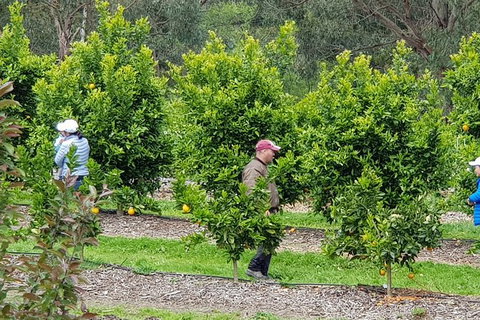Day Tour Of Yarra Valley Puffing Billy And Rayners Orchard - Accommodation Directory 34