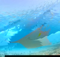 Marine Eco Safari - Swim with Manta Rays - Accommodation Directory