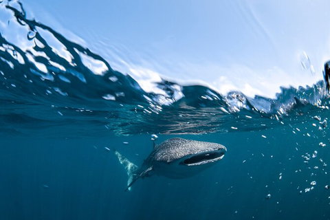 Whale Shark Safari - Accommodation Directory 6