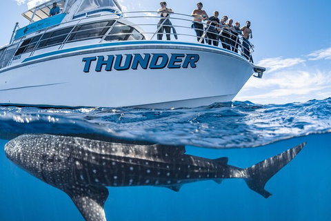 Whale Shark Safari - Accommodation Directory 1