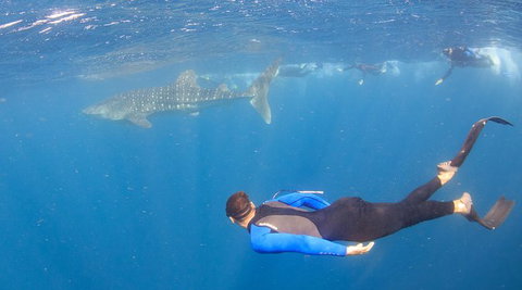 Whale Shark Safari - Accommodation Directory 4