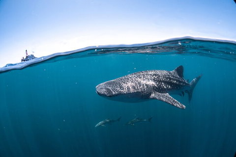 Whale Shark Safari - Accommodation Directory 3