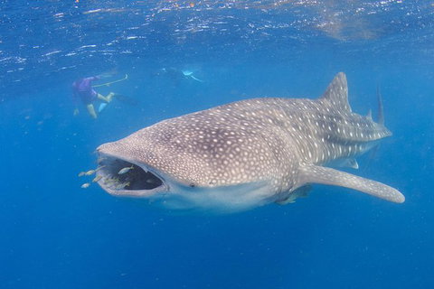 Whale Shark Safari - Accommodation Directory 5