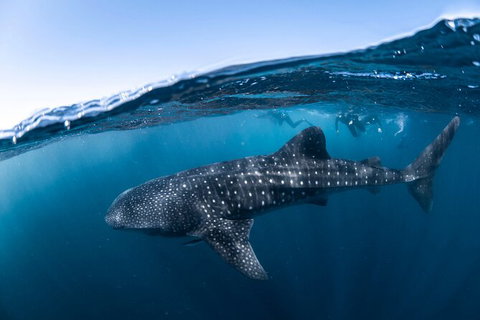 Whale Shark Safari - Accommodation Directory 2