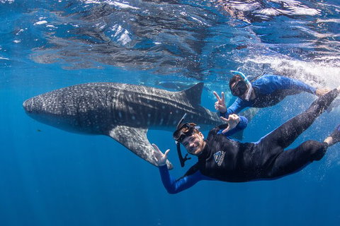 Whale Shark Safari - Accommodation Directory 0