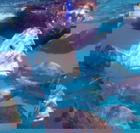 Coral Bay 2-Hour Coral Viewing and Snorkeling - Accommodation Directory