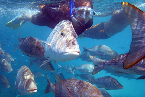 Coral Bay 2-Hour Coral Viewing And Snorkeling - Accommodation Directory 0