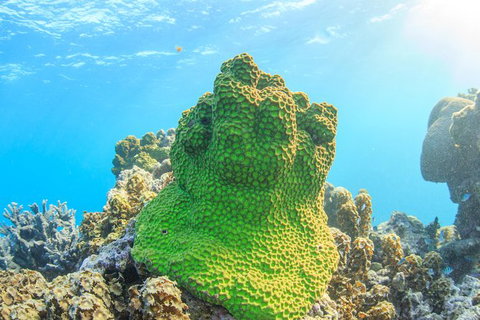 Coral Bay 2-Hour Coral Viewing And Snorkeling - Accommodation Directory 5