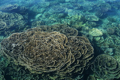 Coral Bay 2-Hour Coral Viewing And Snorkeling - Accommodation Directory 1
