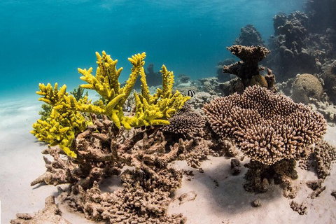 Coral Bay 2-Hour Coral Viewing And Snorkeling - Accommodation Directory 2