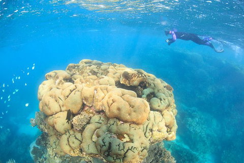 Coral Bay 2-Hour Coral Viewing And Snorkeling - Accommodation Directory 4