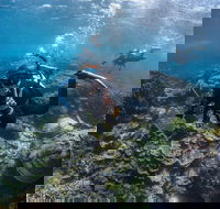 Ningaloo Adventure and Manta Ray Tour - Accommodation Directory