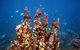 Coral Bay 3-Hour Turtle Ecotour - thumb 1